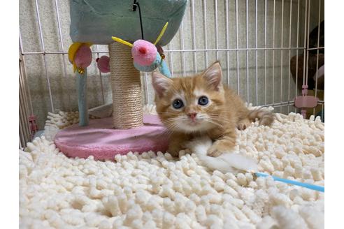 成約済の千葉県のスコティッシュフォールド-30604の7枚目